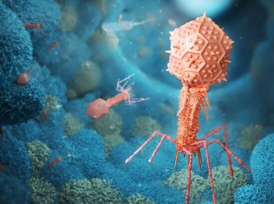 rob-cot-phage